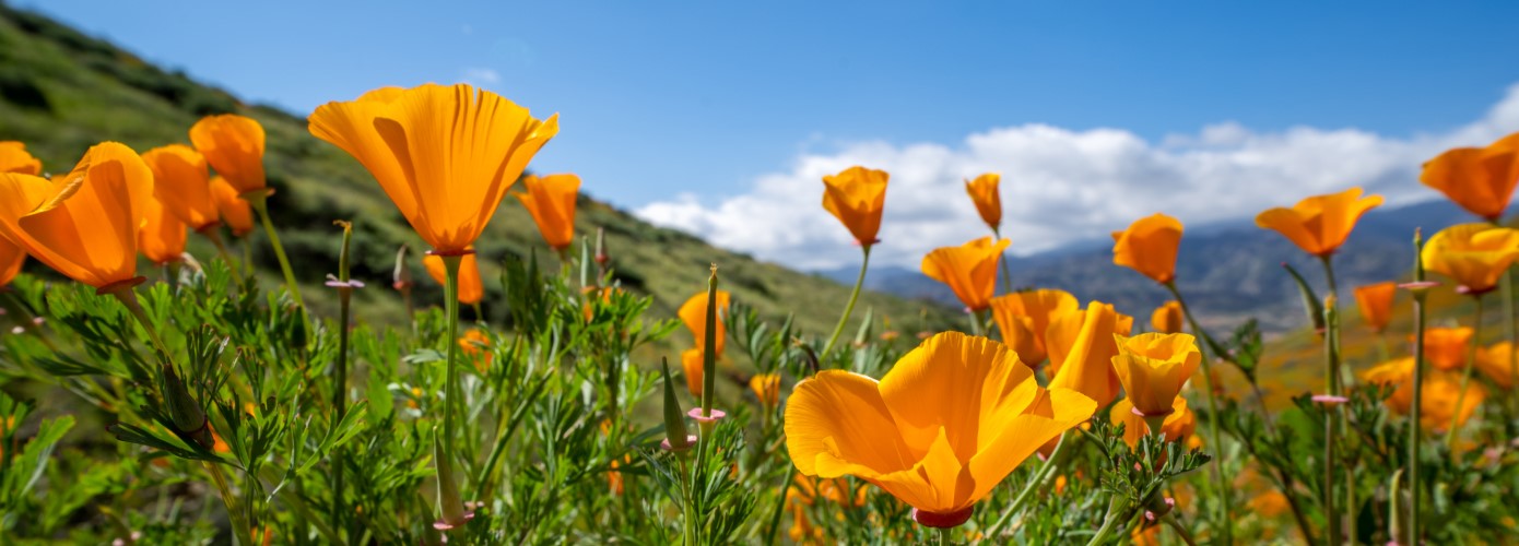 California poppies with hills behind